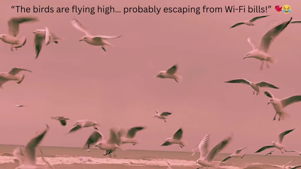 The Birds Are Flying High – Funny Short Clip 🐦😂