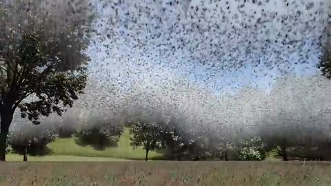 Millions of spiders fell from the sky