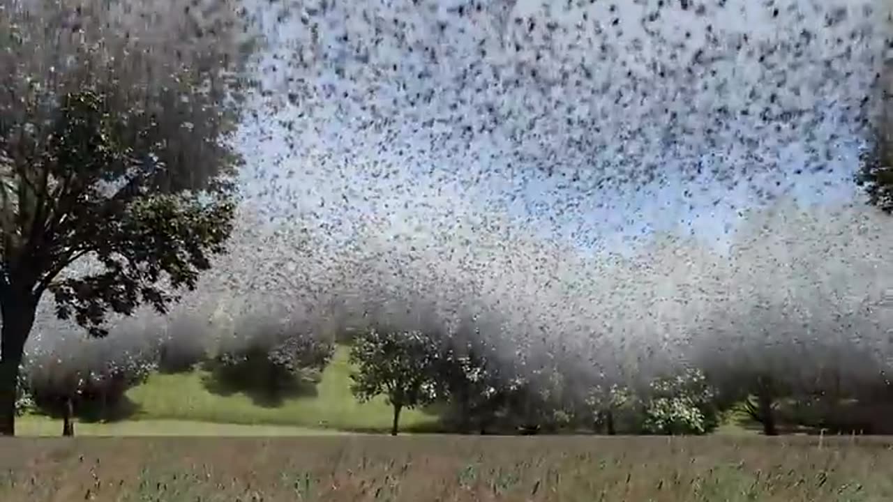 Millions of spiders fell from the sky