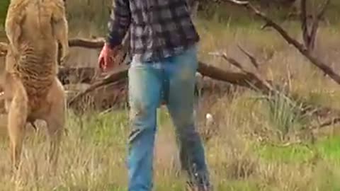 kangroo fight club