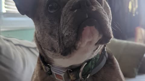 Frenchie's First Words
