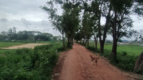 Nature view