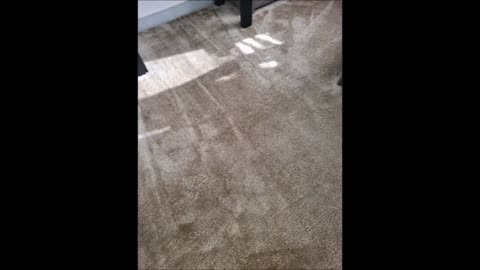 DNS Carpet and Upholstery Cleaning