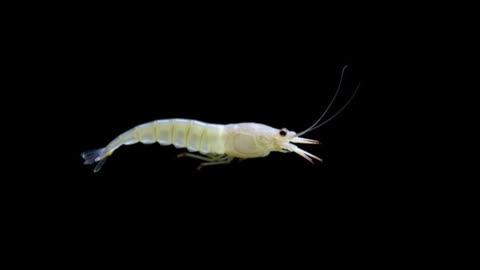 Acanthephyra eximia: A Deep-Sea Shrimp Built for Darkness and Pressure