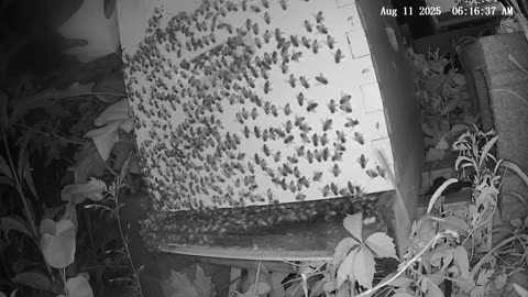 Monday Morning Peek at a Beehive