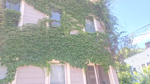 Virginia creeper taking over an abandoned house