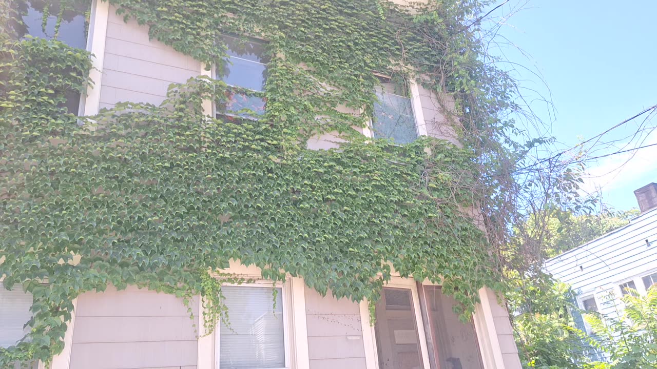 Virginia creeper taking over an abandoned house