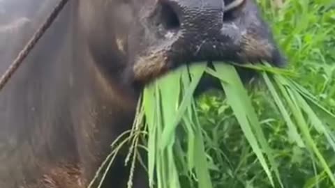 Try not to laugh 🤣🤣😭