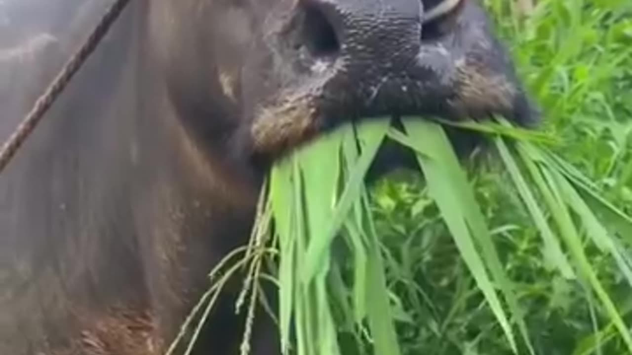Try not to laugh 🤣🤣ðŸ˜
