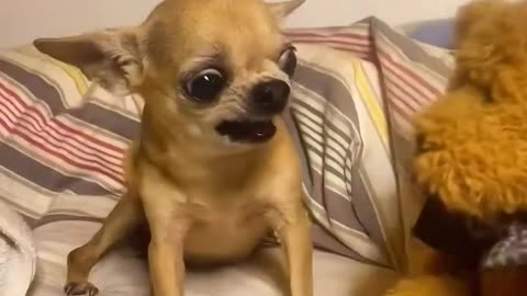 Chihuahua vs Teddy Bear – Cățelul Curajos Se Ia de Ursulețul de Pluș 🐶🧸🤣