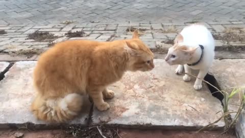 "Cats are fighting, meow meow — the orange cat is going crazy!"