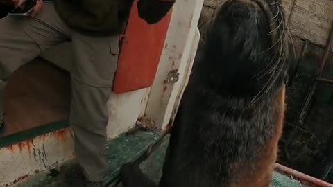 Sea Lion Friend on the Boat Deck