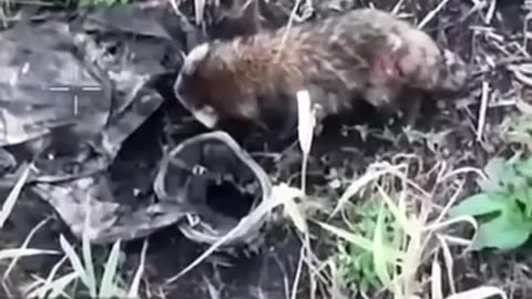 Wild Trash Panda Has a Taste for Russian