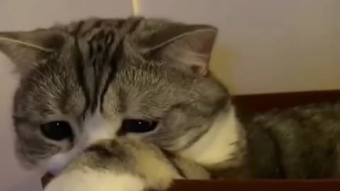 Emotional Cat Moments That Will Make You Hug Your Pet
