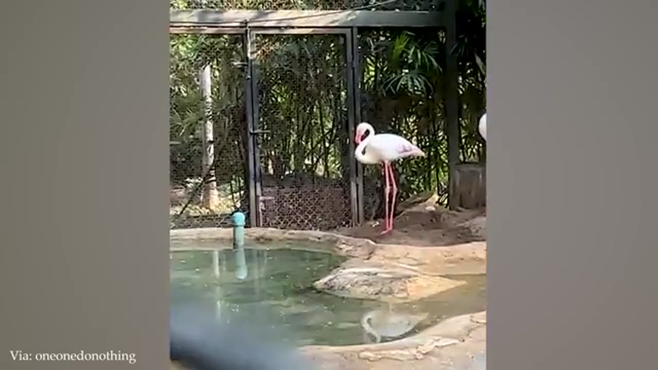 New Funniest Animal Videos of March 😁 Funny Dogs and Cats That'll Have You Bursting With Laughter!