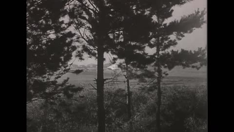 Concealed 88mm Flak and a Soviet bomber shot down over the Eastern Front in the Summer of 1942