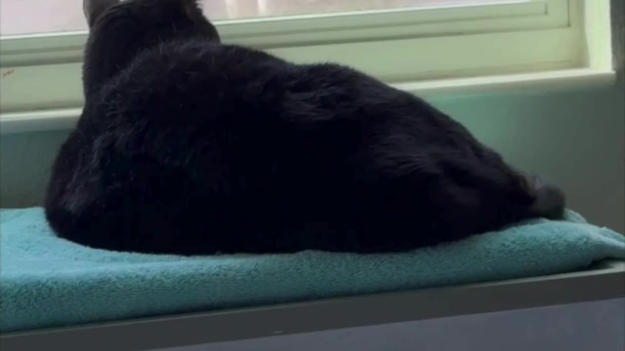 Cute Precious Piper is Very Relaxed in Her Spa - Adopting a Cat from a Shelter Vlog #shorts