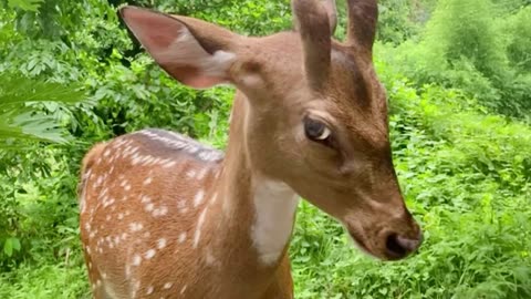 Funniest Animals Video 2025, You’ll Be Laughing Nonstop for 30 Minutes!