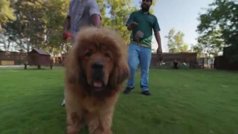 Meet Tarzan of Dogs