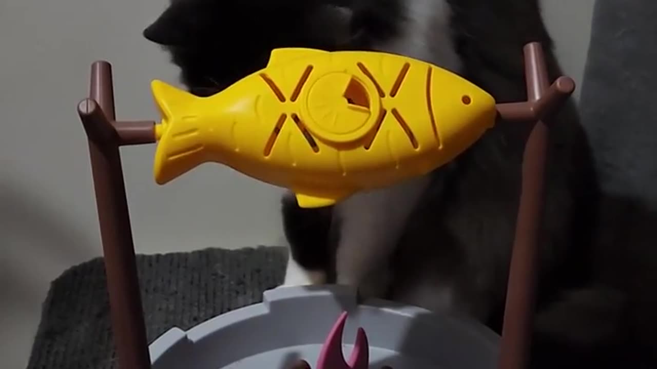 😂🐟 Cat Grills Fish Like a Pro! | FunFM