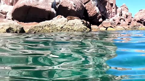 Sea Lions Diving in La Paz Mexico