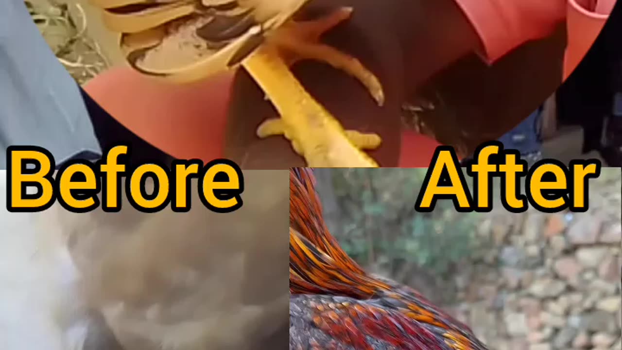 My best friend chicken