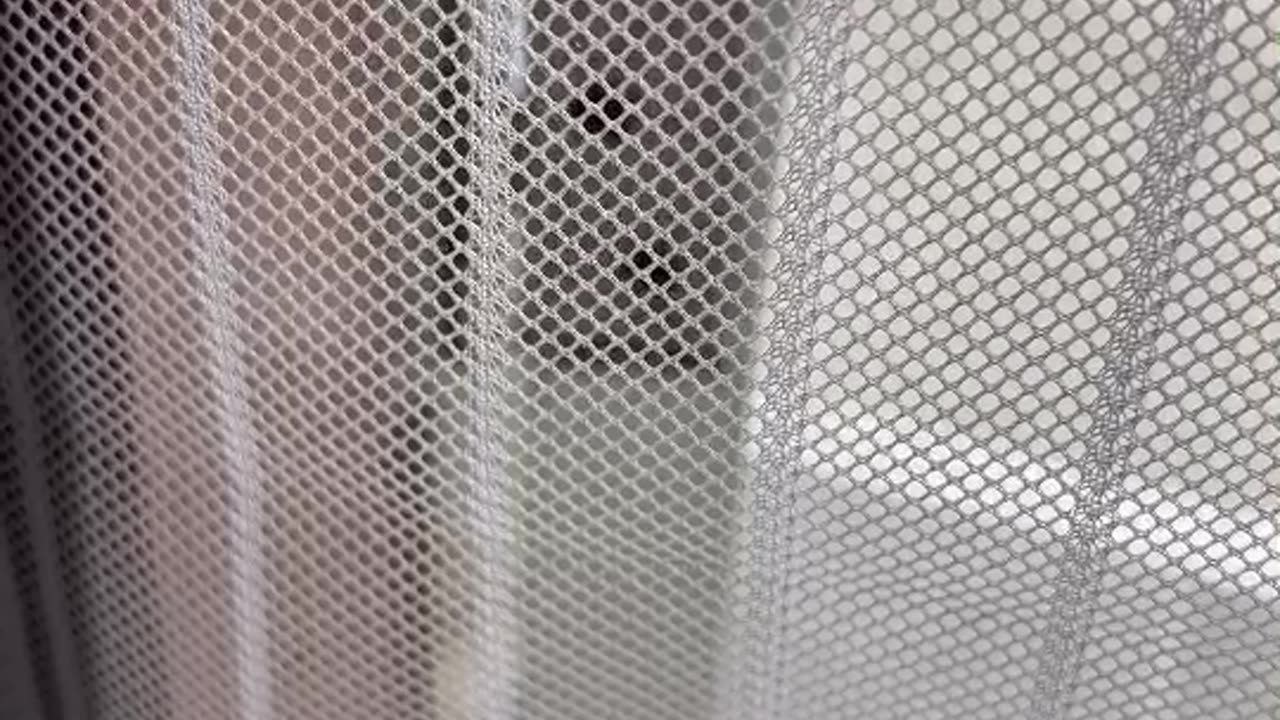 Cat animal love funny cat