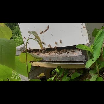 Monday Morning long cut