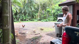 HOW I ACCIDENTALLY BECAME A CHICKEN FARMER!