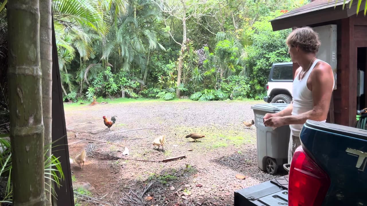 HOW I ACCIDENTALLY BECAME A CHICKEN FARMER!