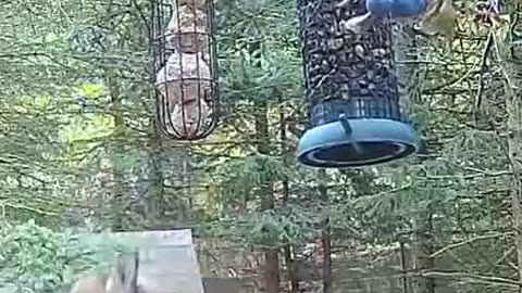 Mufi's treat was a failure, she still needs to grow up 😂😆🤗