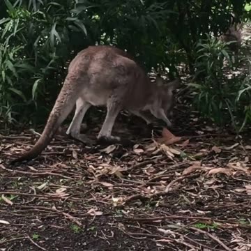 Kangaroos in Australia 🇦🇺
