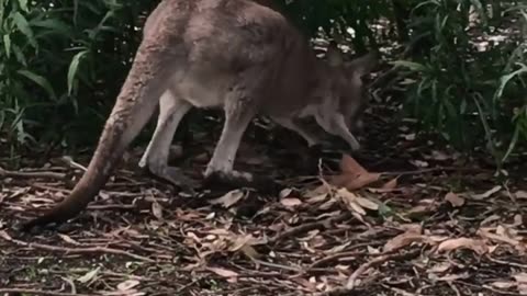 Kangaroos in Australia 🇦🇺
