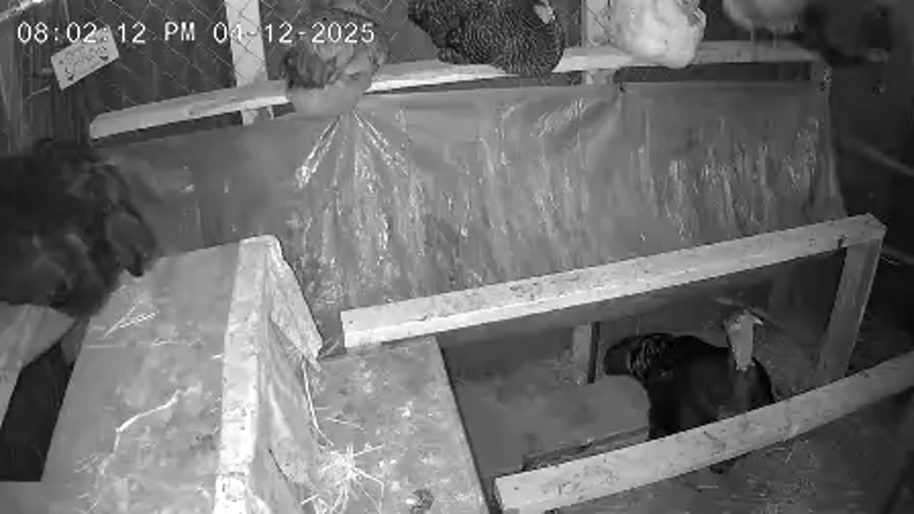 Saturday Night Perch Up Cam3