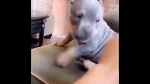 Funny video pets