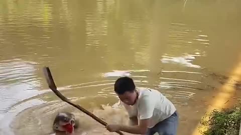 animals