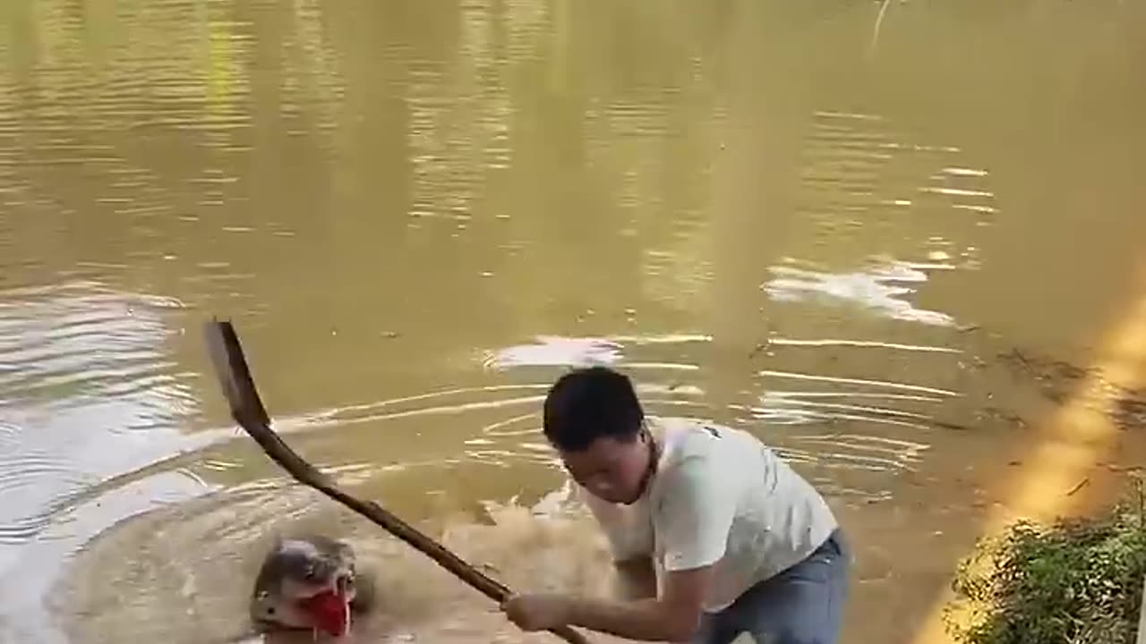 animals