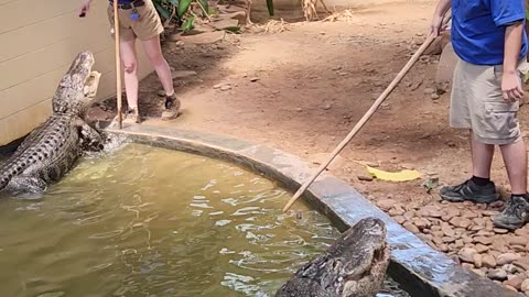 Croc talk at Reptileland part 3