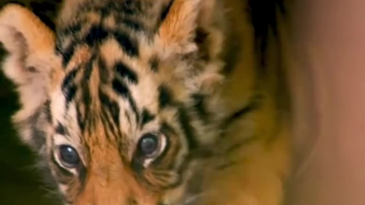 AFTER MATING MALE TIGERS TYPICALLY LEAVE THE FEMALE & DON’T PARTICIPATE IN RAISING THE CUBS