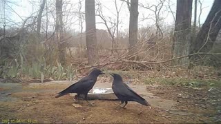 EA S138 - BIRDS