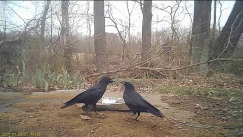 EA S138 - BIRDS