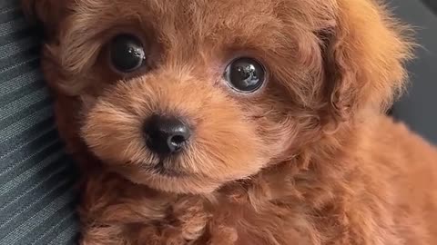 Cutest Tiny Puppies Compilation Ever! / Compilație cu Cei Mai Dulci Cățeluși Micuți! 😍🐶