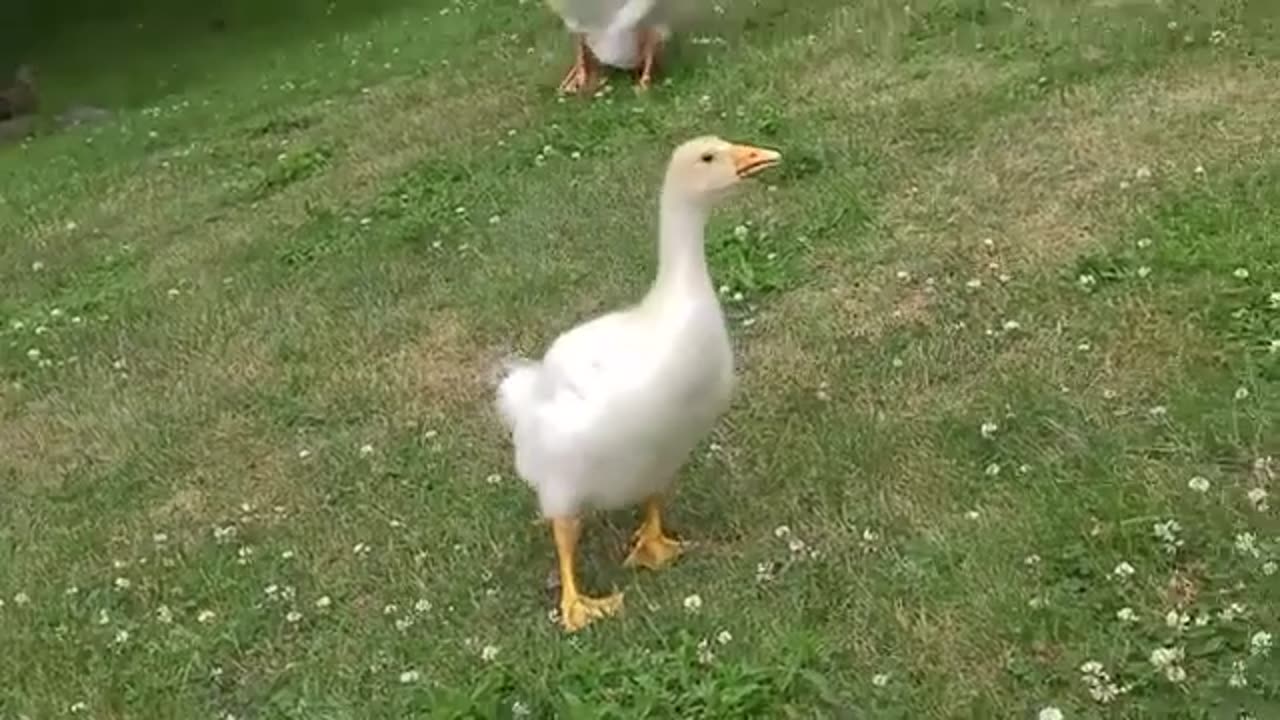 Swans in Field