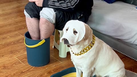 狗狗：一家人就是要整整齐齐的 Dog: A family should be neat