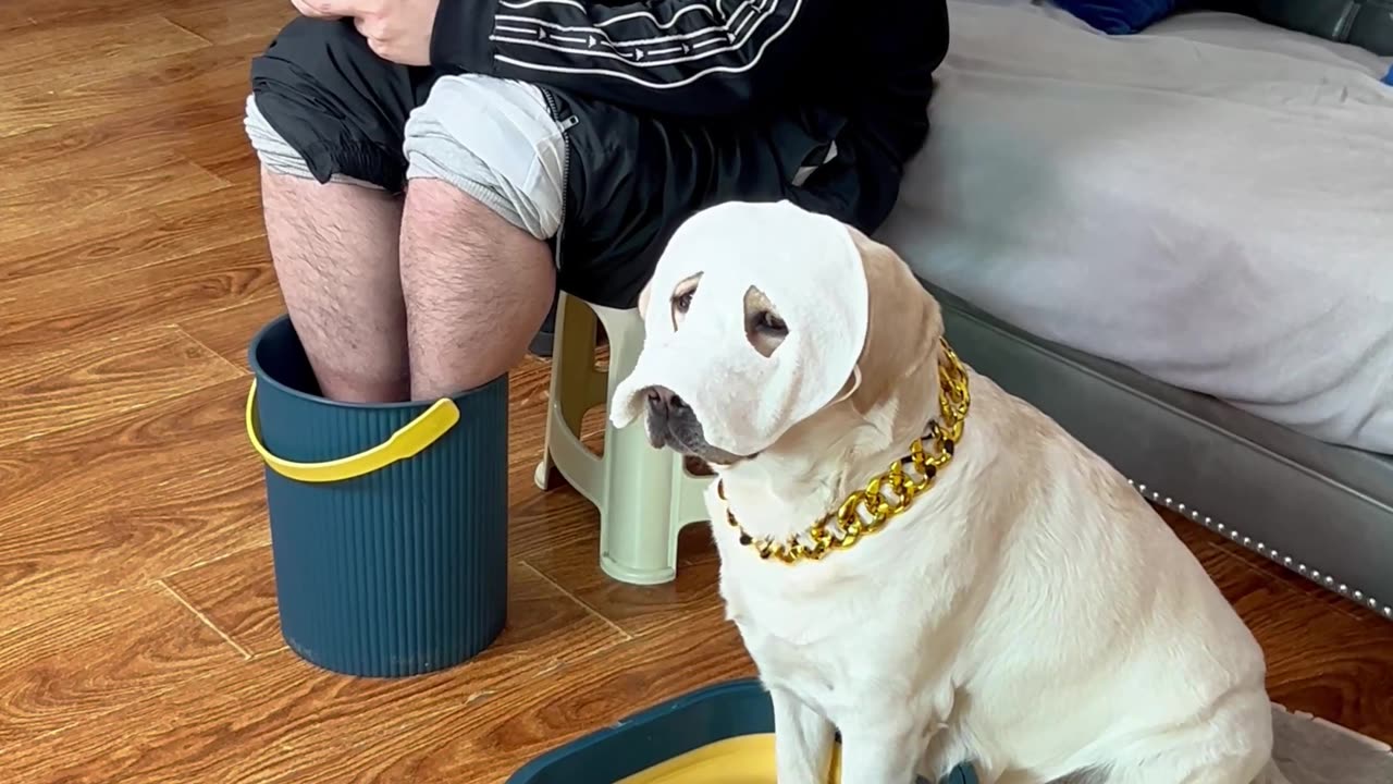 狗狗：一家人就是要整整齐齐的 Dog: A family should be neat