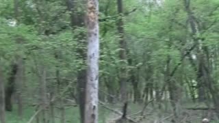 Bigfoot Scream Captured While Mushroom Hunting!