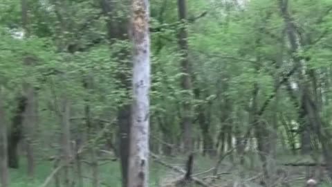 Bigfoot Scream Captured While Mushroom Hunting!