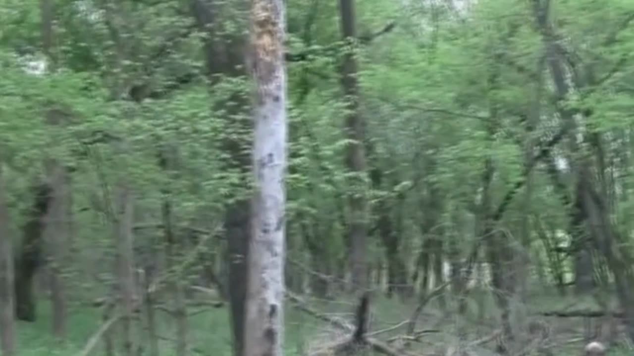 Bigfoot Scream Captured While Mushroom Hunting!