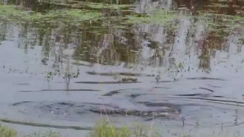 Anaconda Meets Caiman