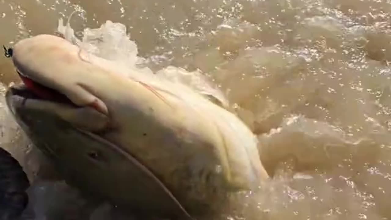 Hooked a River Monster! Muddy Battle You Won’t Believe